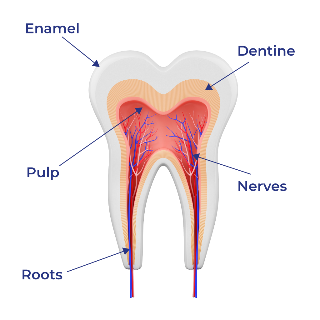 Tooth Image 1